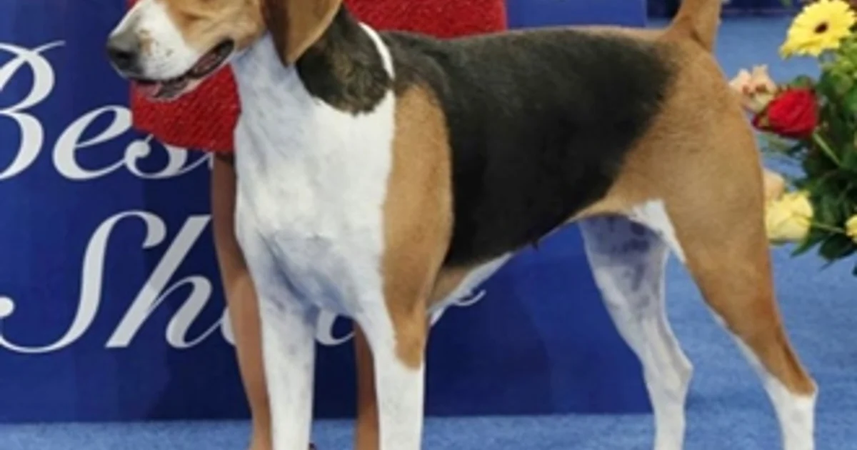 YVKC Dog Show