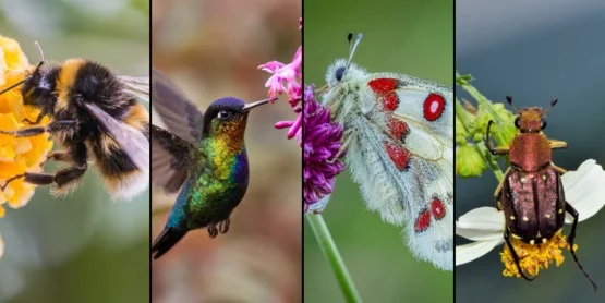 Pollinator Fair 2026!