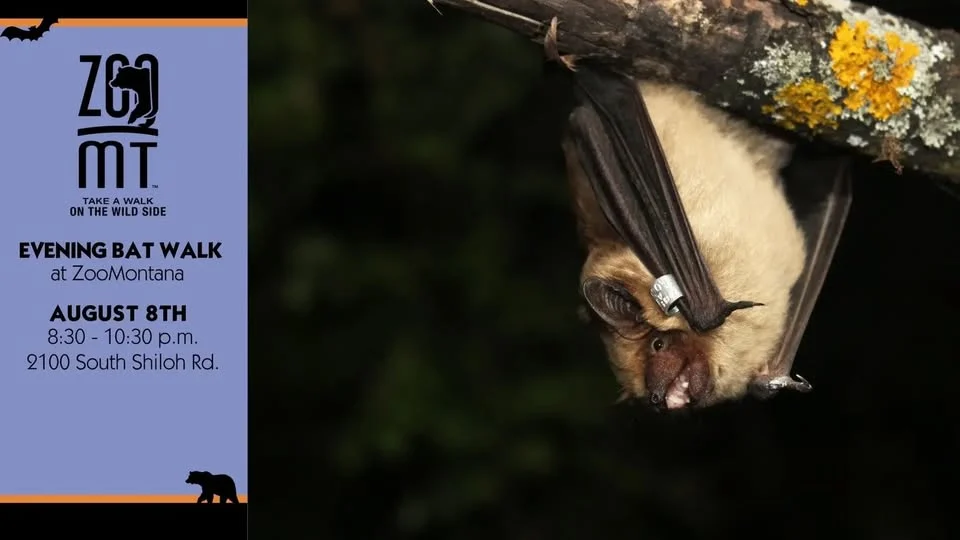 Evening Bat Walk 